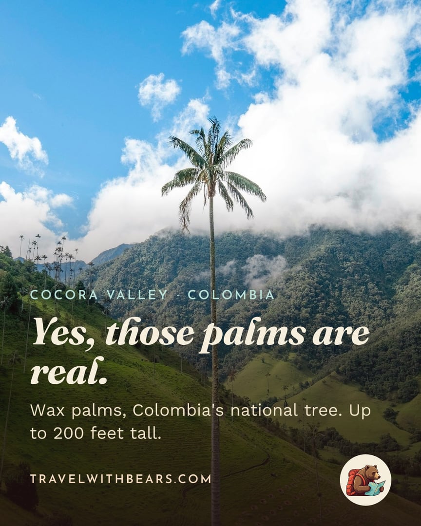 Yes, those palms are real